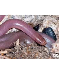 گونه مار کرمی شکل اوراسیا Eurasian Blind Snake